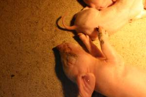 Farrowing crates at Wonga Piggery NSW - Australian pig farming - Captured at Wonga Piggery, Young NSW Australia.
