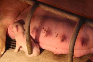 Farrowing crates at Wonga Piggery NSW - Australian pig farming - Captured at Wonga Piggery, Young NSW Australia.