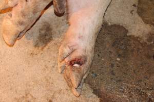 Sow with injured hoof / foot - Australian pig farming - Captured at Wonga Piggery, Young NSW Australia.