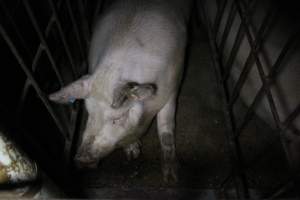 Sow stalls at Wonga Piggery NSW - Australian pig farming - Captured at Wonga Piggery, Young NSW Australia.