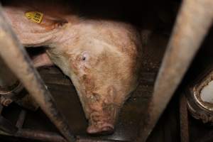 Sow stalls at Wonga Piggery NSW - Australian pig farming - Captured at Wonga Piggery, Young NSW Australia.