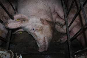 Sow stalls at Wonga Piggery NSW - Australian pig farming - Captured at Wonga Piggery, Young NSW Australia.