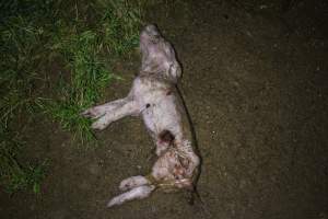 Dead piglet outside - Australian pig farming - Captured at Wonga Piggery, Young NSW Australia.