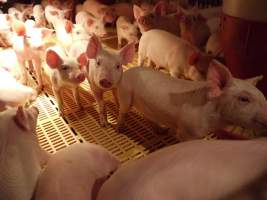 Weaner pens - Australian pig farming - Captured at Templemore Piggery, Murringo NSW Australia.