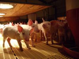 Weaner pens - Australian pig farming - Captured at Templemore Piggery, Murringo NSW Australia.