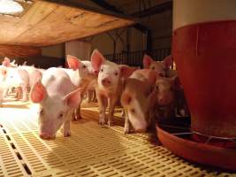 Weaner pens - Australian pig farming - Captured at Templemore Piggery, Murringo NSW Australia.