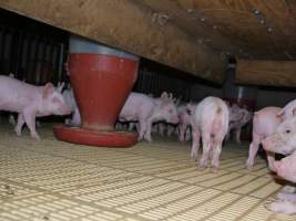 Weaner pens - Australian pig farming - Captured at Templemore Piggery, Murringo NSW Australia.