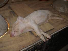 Dead piglet on weaner pen roof - Australian pig farming - Captured at Templemore Piggery, Murringo NSW Australia.