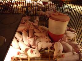 Weaner pens - Australian pig farming - Captured at Templemore Piggery, Murringo NSW Australia.