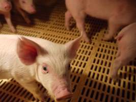 Weaner pens - Australian pig farming - Captured at Templemore Piggery, Murringo NSW Australia.