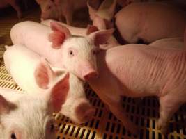 Weaner pens - Australian pig farming - Captured at Templemore Piggery, Murringo NSW Australia.