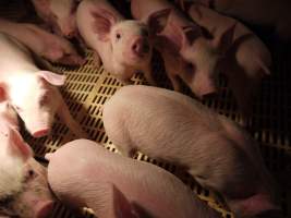 Weaner pens - Australian pig farming - Captured at Templemore Piggery, Murringo NSW Australia.