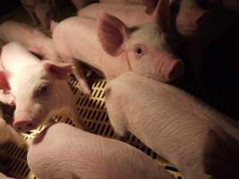 Weaner pens - Australian pig farming - Captured at Templemore Piggery, Murringo NSW Australia.