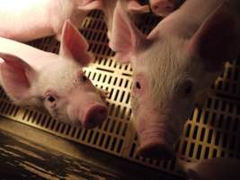 Weaner pens - Australian pig farming - Captured at Templemore Piggery, Murringo NSW Australia.