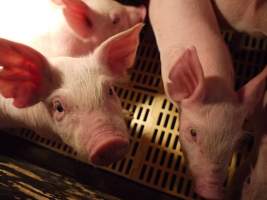 Weaner pens - Australian pig farming - Captured at Templemore Piggery, Murringo NSW Australia.