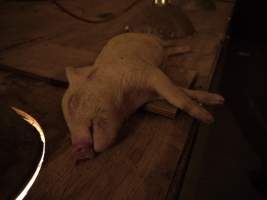 Dead piglet on roof of weaner pen - Australian pig farming - Captured at Templemore Piggery, Murringo NSW Australia.