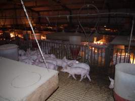 Weaner pens - Australian pig farming - Captured at Templemore Piggery, Murringo NSW Australia.