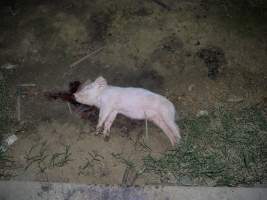 Dead weaner pig outside - Australian pig farming - Captured at Templemore Piggery, Murringo NSW Australia.