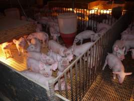 Weaner pens - Australian pig farming - Captured at Templemore Piggery, Murringo NSW Australia.