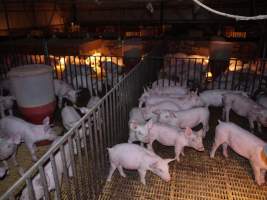 Weaner pens - Australian pig farming - Captured at Templemore Piggery, Murringo NSW Australia.