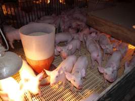 Weaner pens - Australian pig farming - Captured at Templemore Piggery, Murringo NSW Australia.