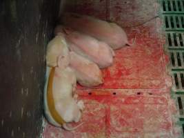 Piglet with splayleg tape - Australian pig farming - Captured at Templemore Piggery, Murringo NSW Australia.