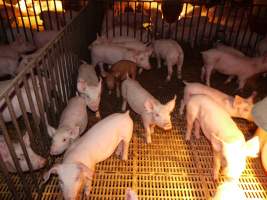 Weaner pens - Australian pig farming - Captured at Templemore Piggery, Murringo NSW Australia.