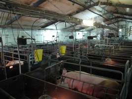 Farrowing crates at Templemore Piggery NSW - Australian pig farming - Captured at Templemore Piggery, Murringo NSW Australia.