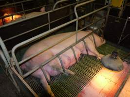 Farrowing crates at Templemore Piggery NSW - Australian pig farming - Captured at Templemore Piggery, Murringo NSW Australia.