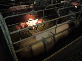 Farrowing crates at Templemore Piggery NSW - Australian pig farming - Captured at Templemore Piggery, Murringo NSW Australia.