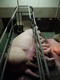 Farrowing crates at Templemore Piggery NSW - Australian pig farming - Captured at Templemore Piggery, Murringo NSW Australia.