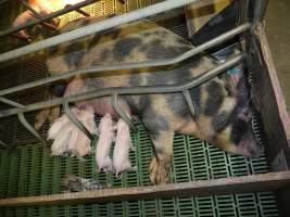 Farrowing crates at Templemore Piggery NSW - Australian pig farming - Captured at Templemore Piggery, Murringo NSW Australia.