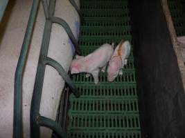 Piglet with splayleg tape - Australian pig farming - Captured at Templemore Piggery, Murringo NSW Australia.