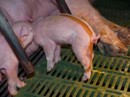 Piglet with splayleg tape - Australian pig farming - Captured at Templemore Piggery, Murringo NSW Australia.