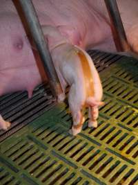 Piglet with splayleg tape - Australian pig farming - Captured at Templemore Piggery, Murringo NSW Australia.