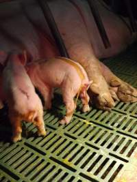 Piglet with splayleg tape - Australian pig farming - Captured at Templemore Piggery, Murringo NSW Australia.