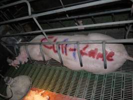 Sow with 'cull - lame' spray-painted on her back - Australian pig farming - Captured at Templemore Piggery, Murringo NSW Australia.