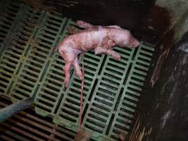 Dead piglet in farrowing crate - Australian pig farming - Captured at Templemore Piggery, Murringo NSW Australia.