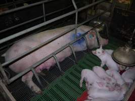 Farrowing crates at Templemore Piggery NSW - Australian pig farming - Captured at Templemore Piggery, Murringo NSW Australia.