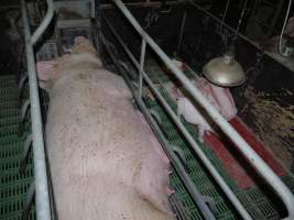 Farrowing crates at Templemore Piggery NSW - Australian pig farming - Captured at Templemore Piggery, Murringo NSW Australia.