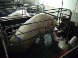 Farrowing crates at Templemore Piggery NSW - Australian pig farming - Captured at Templemore Piggery, Murringo NSW Australia.