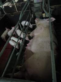 Farrowing crates at Templemore Piggery NSW - Australian pig farming - Captured at Templemore Piggery, Murringo NSW Australia.