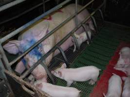 Farrowing crates at Templemore Piggery NSW - Australian pig farming - Captured at Templemore Piggery, Murringo NSW Australia.