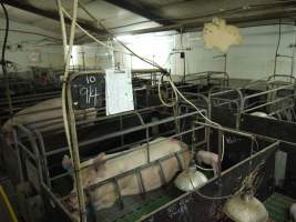 Farrowing crates at Templemore Piggery NSW - Australian pig farming - Captured at Templemore Piggery, Murringo NSW Australia.