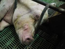 Farrowing crates at Templemore Piggery NSW - Australian pig farming - Captured at Templemore Piggery, Murringo NSW Australia.