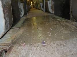 Severed piglet tails scattered across aisle - Australian pig farming - Captured at Templemore Piggery, Murringo NSW Australia.