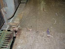 Severed piglet tails scattered across aisle - Australian pig farming - Captured at Templemore Piggery, Murringo NSW Australia.