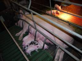 Farrowing crates at Templemore Piggery NSW - Australian pig farming - Captured at Templemore Piggery, Murringo NSW Australia.