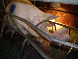 Mother and piglets - Australian pig farming - Captured at Templemore Piggery, Murringo NSW Australia.