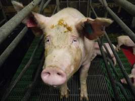 Farrowing crates at Templemore Piggery NSW - Australian pig farming - Captured at Templemore Piggery, Murringo NSW Australia.